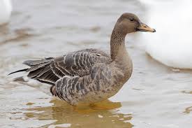 Attēlu rezultāti vaicājumam “Anser serrirostris”