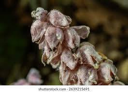 Attēlu rezultāti vaicājumam “Lathraea squamaria bud”