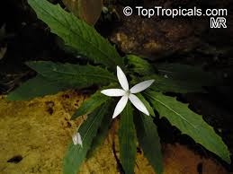 Attēlu rezultāti vaicājumam “Lophozia longiflora”