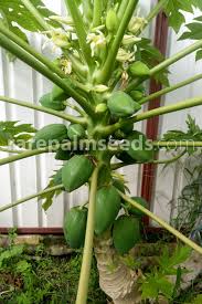 Image result for Carica papaya