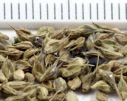 Attēlu rezultāti vaicājumam “Echinochloa crus-galli fruit”