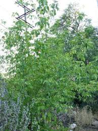 Attēlu rezultāti vaicājumam “Acer negundo”