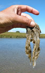Attēlu rezultāti vaicājumam “Didymodon rigidulus sporophyte”