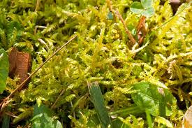 Attēlu rezultāti vaicājumam “Calliergonella lindbergii”