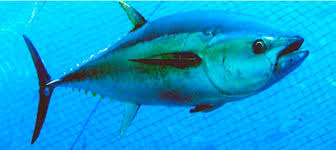 Image result for Thunnus thynnus