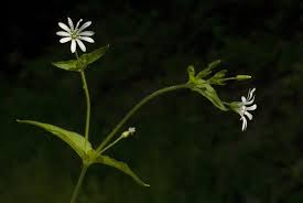 Attēlu rezultāti vaicājumam “Stellaria nemorum flower”