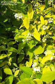 Attēlu rezultāti vaicājumam “Philadelphus coronarius leaf”