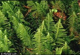 Attēlu rezultāti vaicājumam “Ptilium crista-castrensis sporophyte”