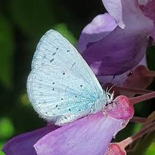 Attēlu rezultāti vaicājumam “Celastrina argiolus”
