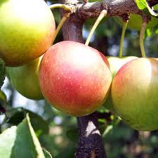 Attēlu rezultāti vaicājumam “Prunus cerasifera fruit”