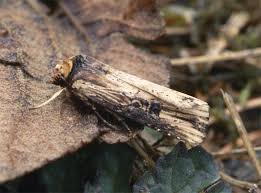 Attēlu rezultāti vaicājumam “Axylia putris”