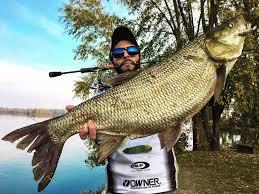 Image result for Aspius aspius