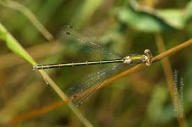 Attēlu rezultāti vaicājumam “Lestes virens”