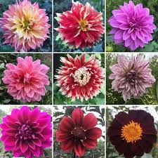 Image result for Dahlia hybrid.
