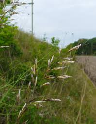 Attēlu rezultāti vaicājumam “Helictotrichon pubescens”