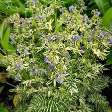 Attēlu rezultāti vaicājumam “Polemonium caeruleum leaf”