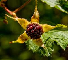 Attēlu rezultāti vaicājumam “Rubus nessensis fruit”