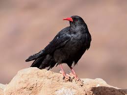 Image result for Pyrrhocorax pyrrhocorax