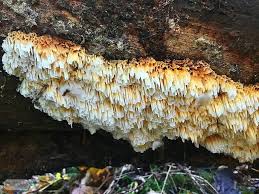 Attēlu rezultāti vaicājumam “Pycnoporellus alboluteus”