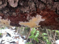 Attēlu rezultāti vaicājumam “Skeletocutis stellae”