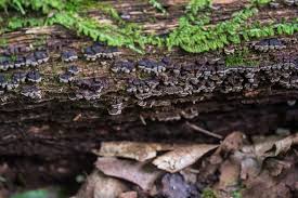 Attēlu rezultāti vaicājumam “Xylobolus frustulatus”