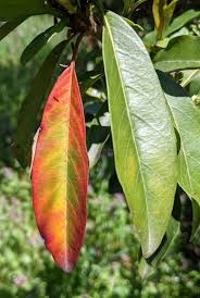 Attēlu rezultāti vaicājumam “Aesculus x neglecta”