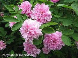 Attēlu rezultāti vaicājumam “Rosa majalis”