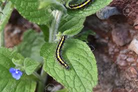 Attēlu rezultāti vaicājumam “Callimorpha dominula larva”