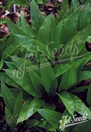 Attēlu rezultāti vaicājumam “Allium ursinum”