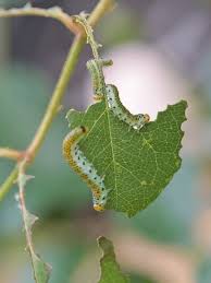 Attēlu rezultāti vaicājumam “Argidae larva”
