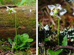 Attēlu rezultāti vaicājumam “Moneses uniflora leaf”