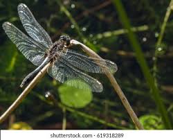 Attēlu rezultāti vaicājumam “Leucorrhinia caudalis male”