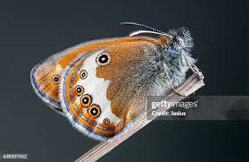 Attēlu rezultāti vaicājumam “Coenonympha arcania”