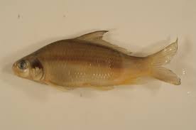 Image result for Carpiodes carpio