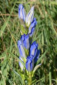 Attēlu rezultāti vaicājumam “Gentiana pneumonanthe flower”