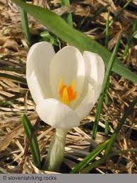Attēlu rezultāti vaicājumam “Crocus vernus subsp. vernus”