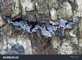 Attēlu rezultāti vaicājumam “Badhamia panicea macro”