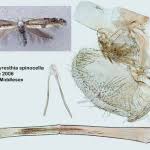 Attēlu rezultāti vaicājumam “Argyresthia spinosella”