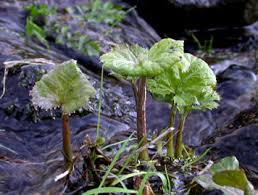 Attēlu rezultāti vaicājumam “Petasites hybridus leaf”