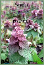 Attēlu rezultāti vaicājumam “Lamium purpureum”