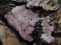 Attēlu rezultāti vaicājumam “Ceriporia excelsa”