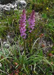 Attēlu rezultāti vaicājumam “Gymnadenia conopsea bud”
