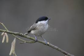Attēlu rezultāti vaicājumam “Poecile palustris adult”