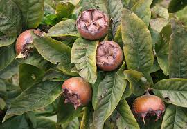 Attēlu rezultāti vaicājumam “Mespilus germanica fruit”