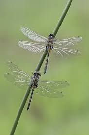 Attēlu rezultāti vaicājumam “Leucorrhinia rubicunda”
