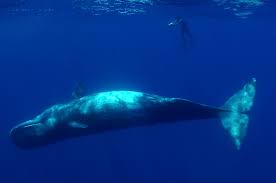 Image result for Physeter macrocephalus