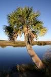 The Sabal palmetto, actually