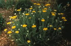Image result for Achillea filipendulina