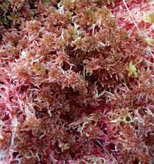 Attēlu rezultāti vaicājumam “Sphagnum quinquefarium”