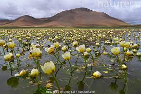 Attēlu rezultāti vaicājumam “Batrachium”